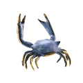 Blue Crab
